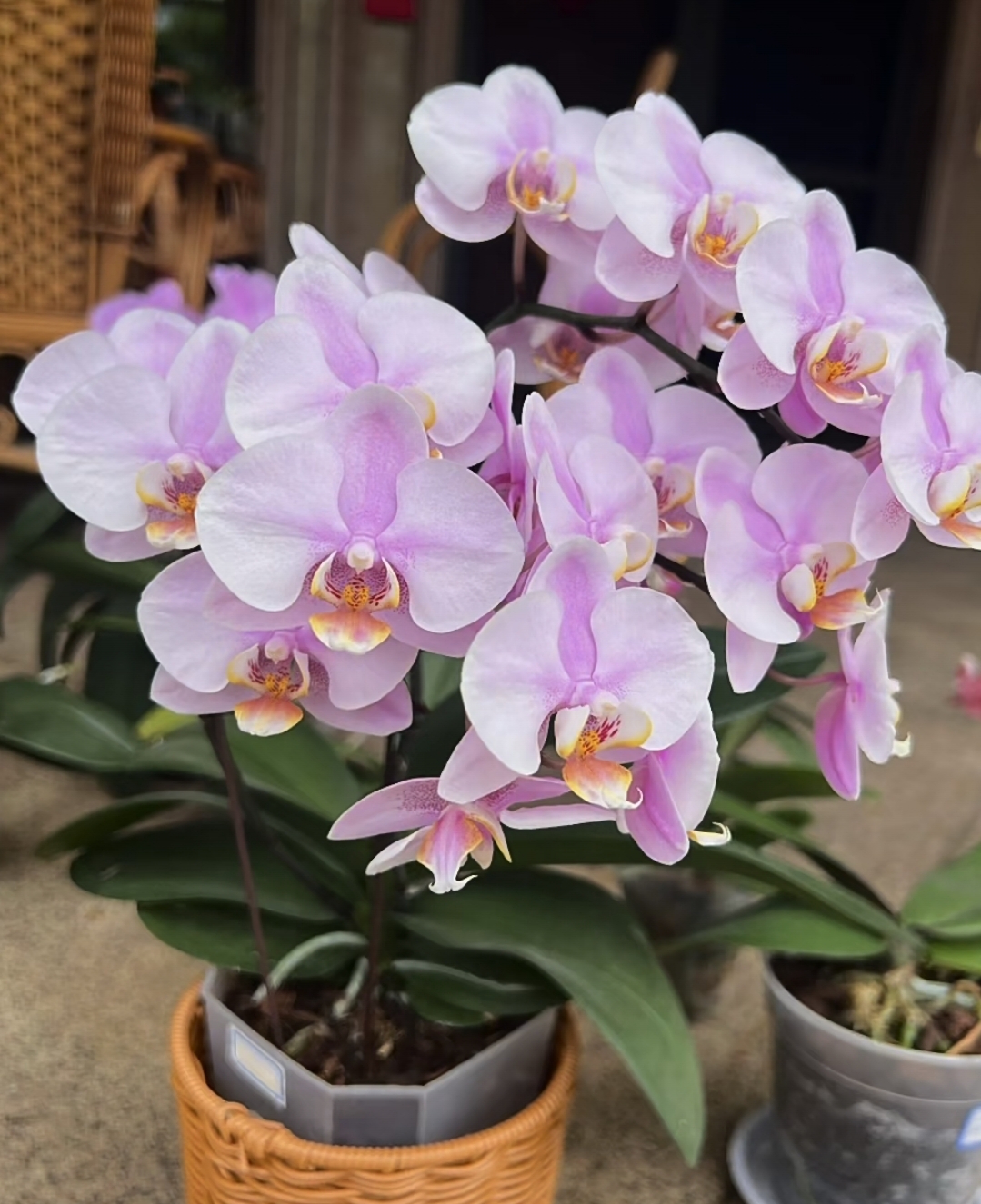 【精品特挑】罗斯基勒蝴蝶兰 2花剑 花苗盆栽鲜花绿植客厅卧室摆件