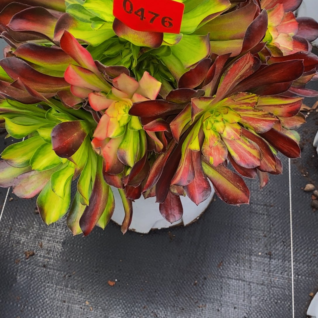 千***天0176多肉植物满江红