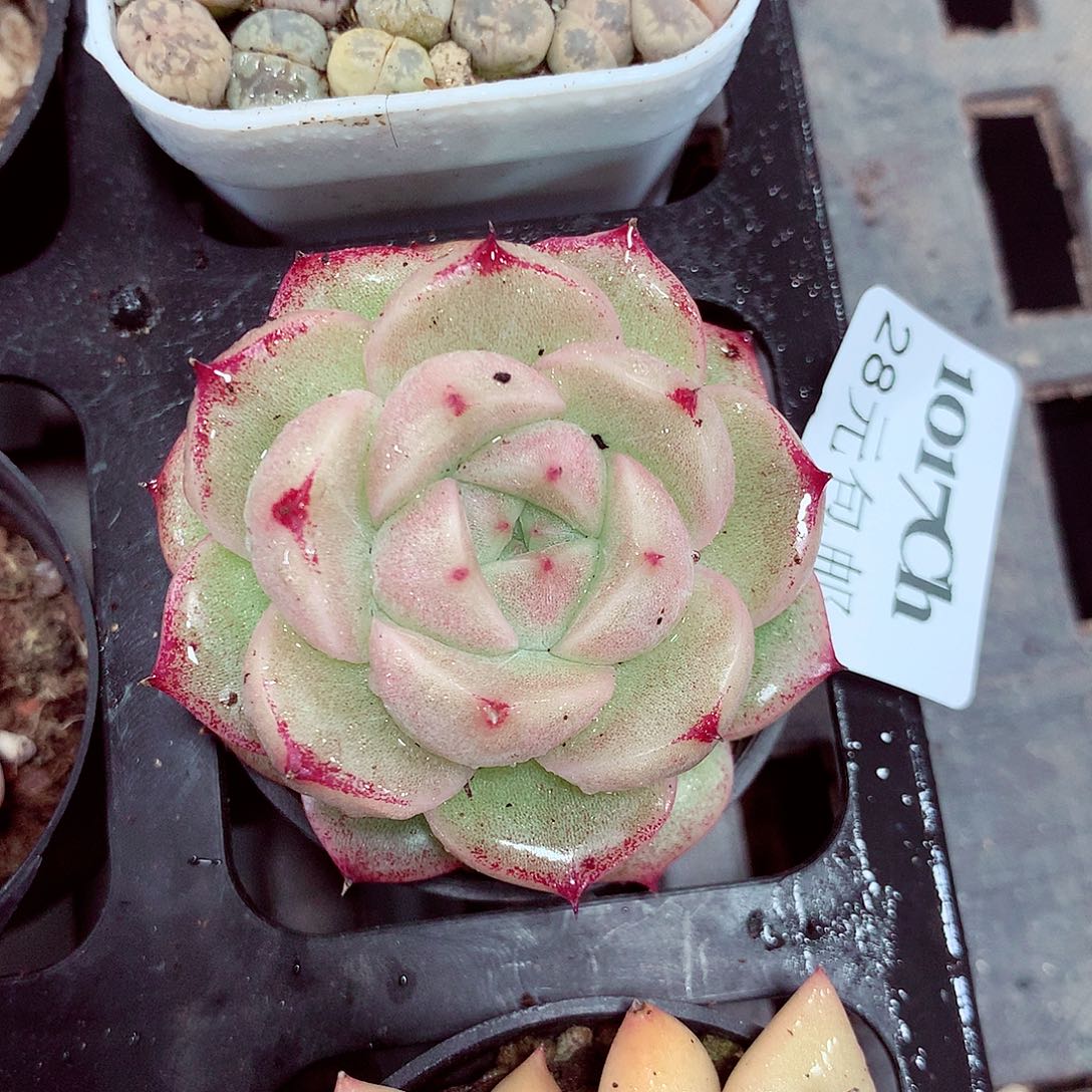 5厘米盆精控多肉1017