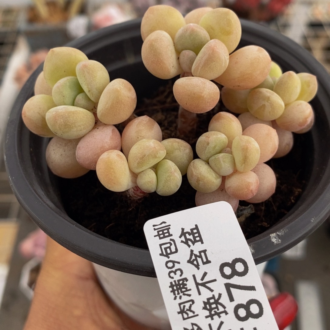 萤火虫878/6cm多肉