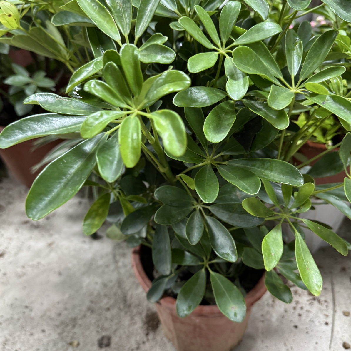 西藏包邮绿植-鸭脚木鸭掌木招财树