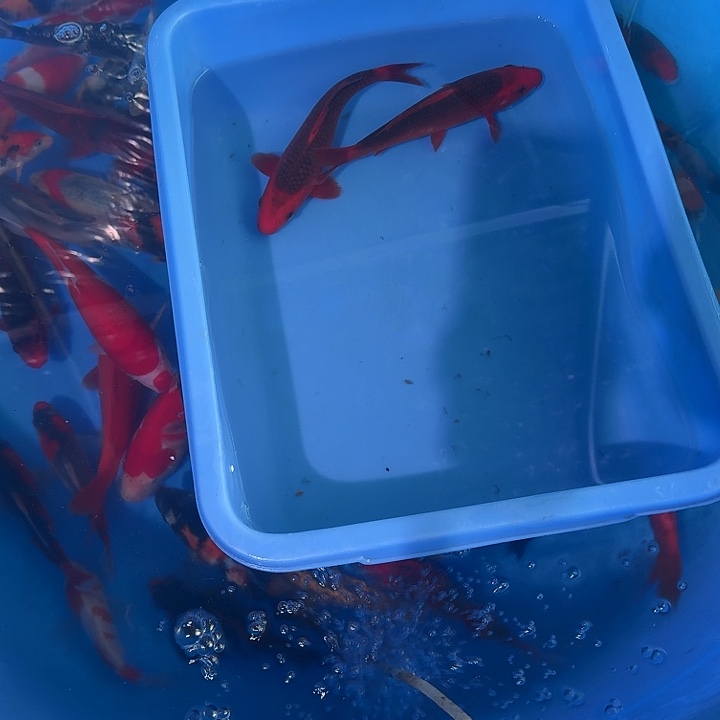 海水鱼宝贝你今年能干