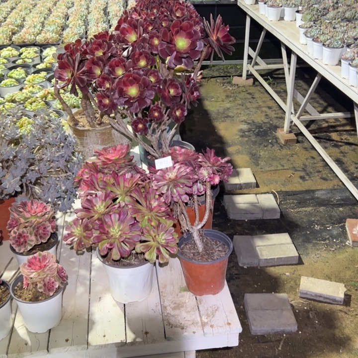 253五颗、多肉植物