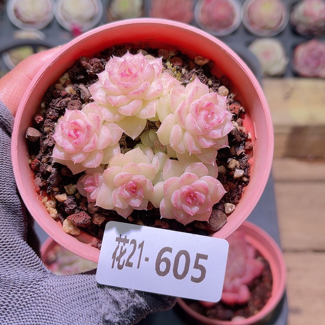 花21-605白天鹅群