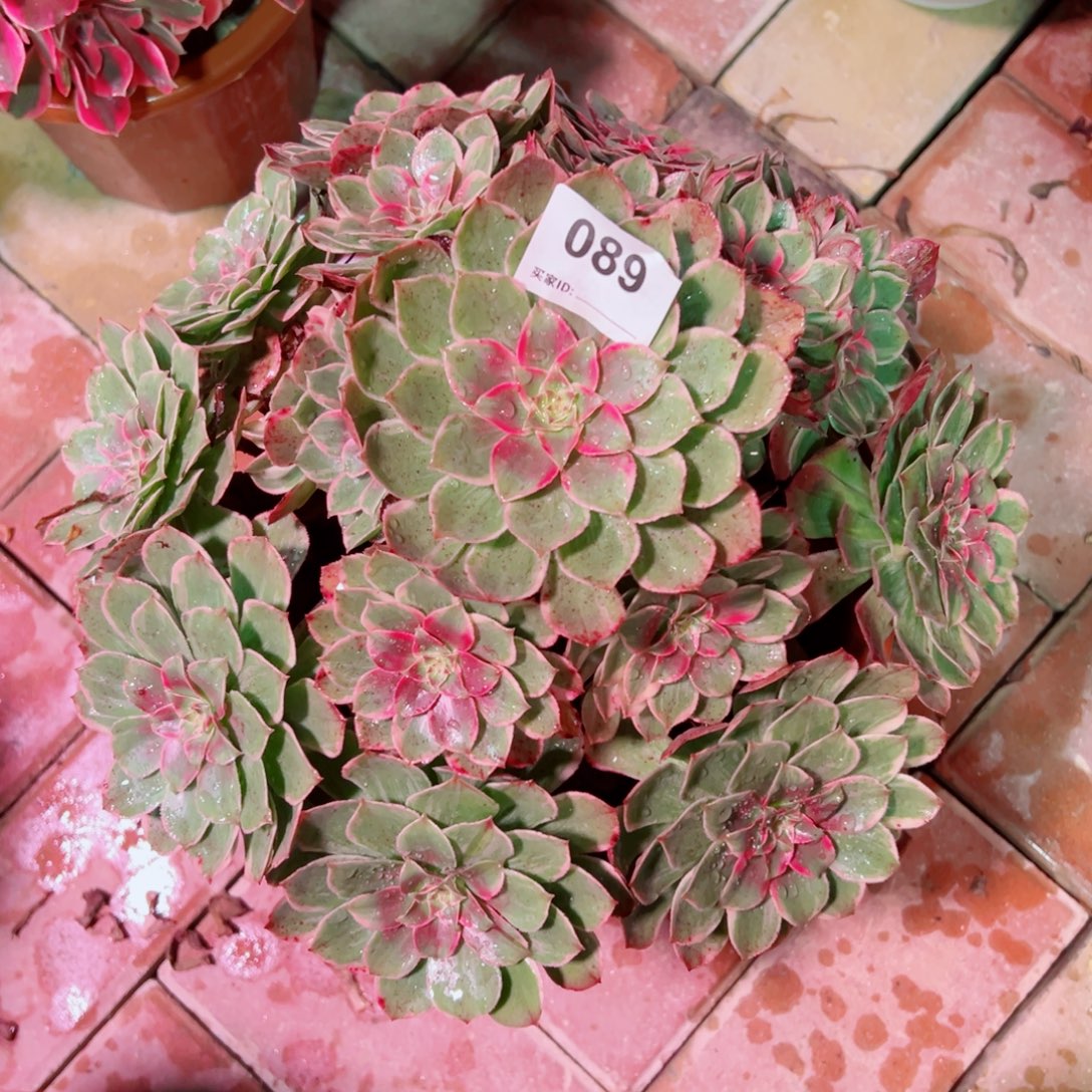 89莲花座法师多肉植物