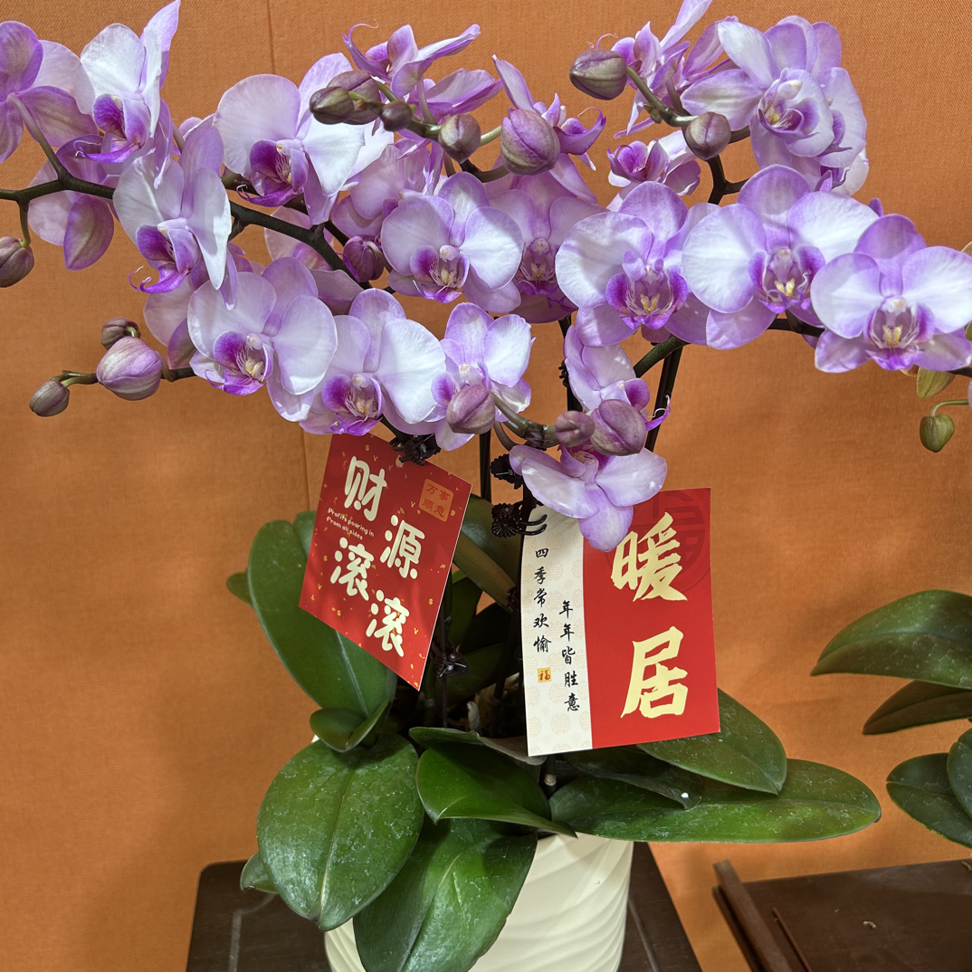 蝴蝶兰【豆蔻】粉色系 亭亭玉立自带造型 花期超长 精致家居