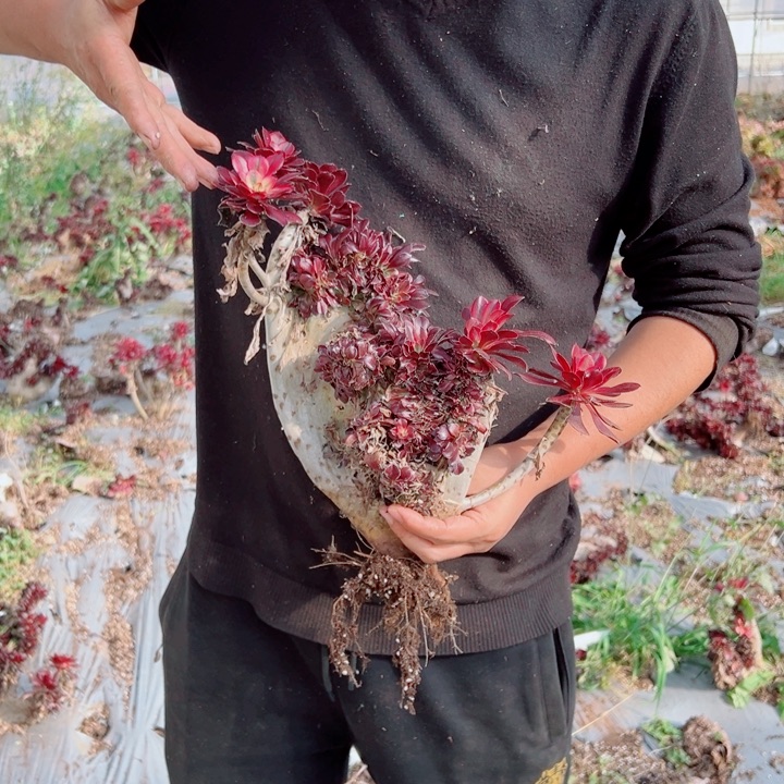 丽娜醉话62号多肉法师