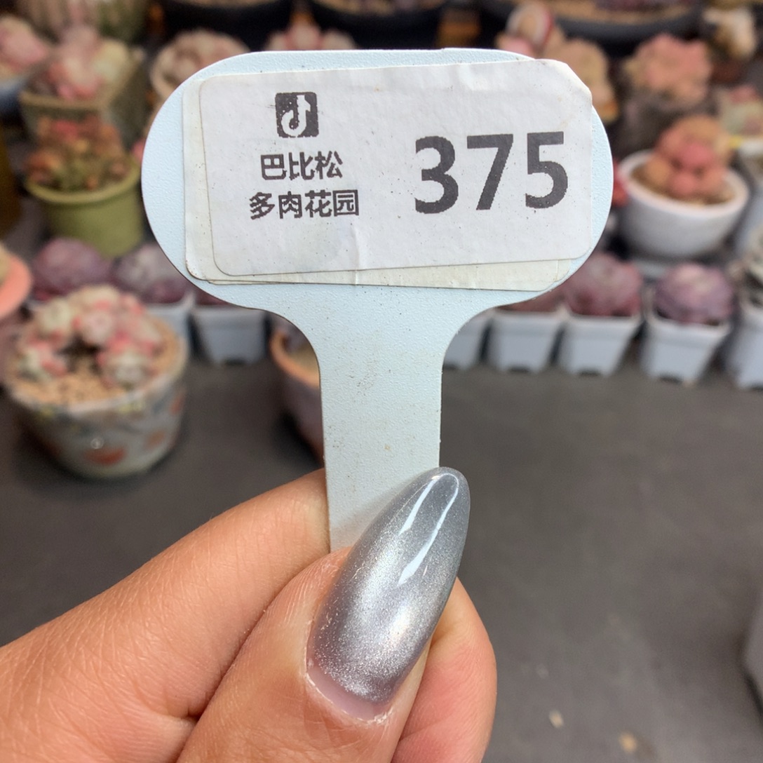 375盲盒多肉新年快乐