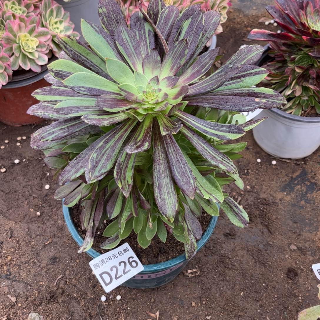 226多肉植物水墨丹青