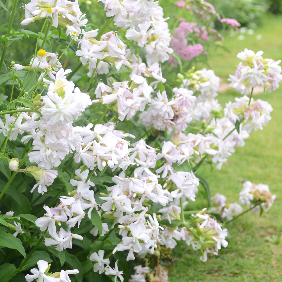 肥皂草 多年生耐热耐寒零下15度左右 花镜植物 满40包邮