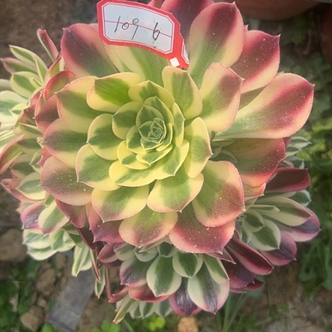 多肉白凤109不包断枝