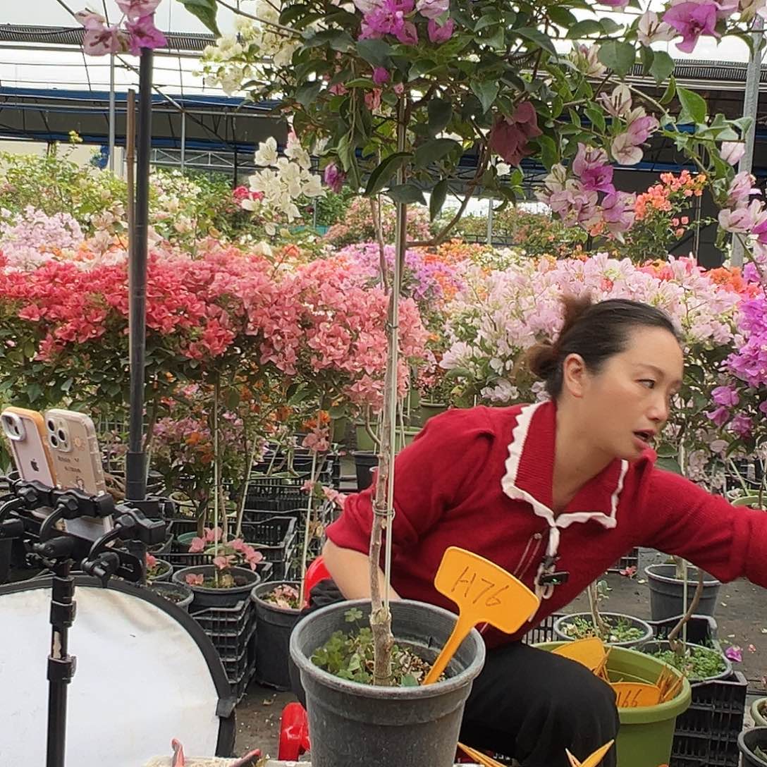 香***毒大部分花苞少量开放H76雪紫