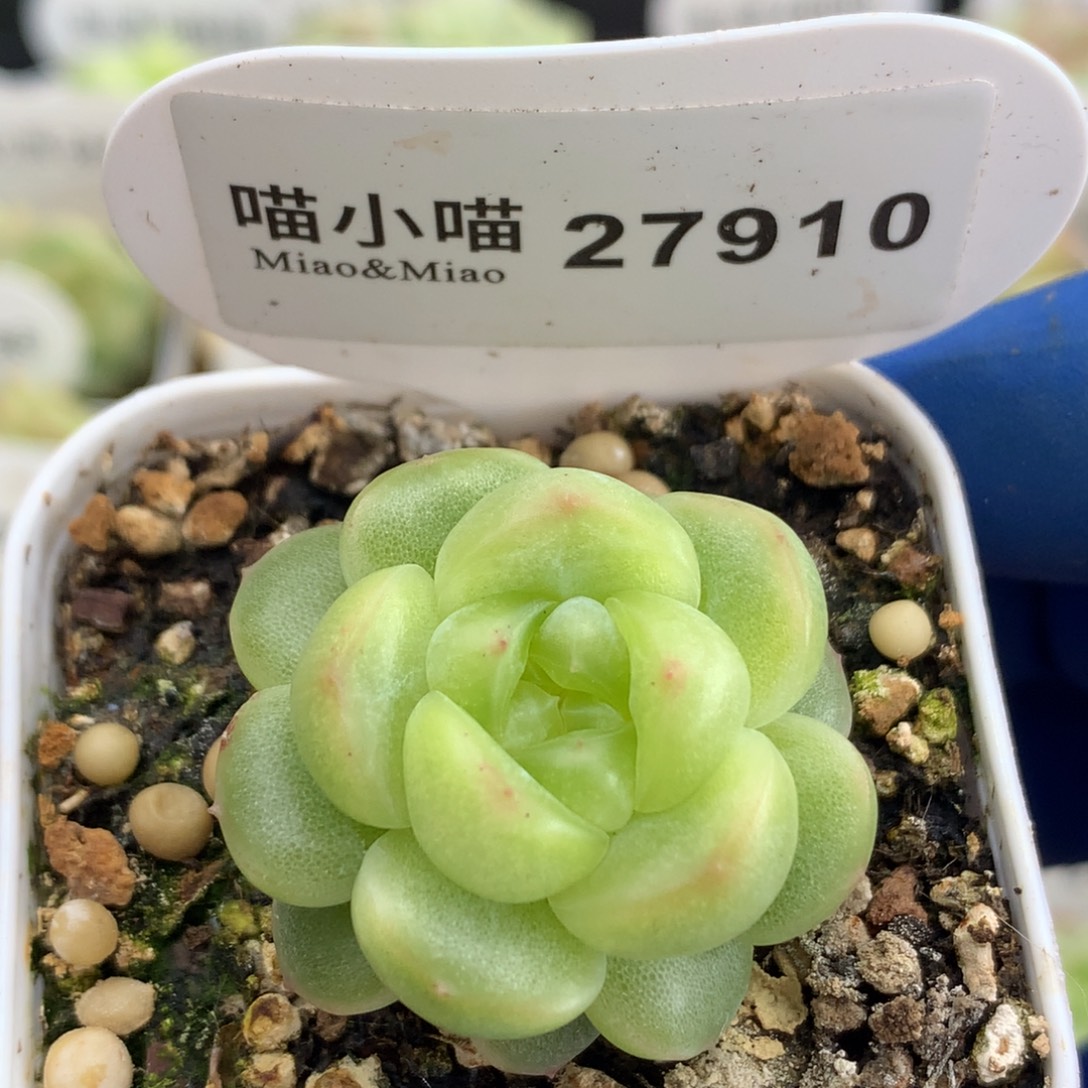 多肉植物杂交珍妮
