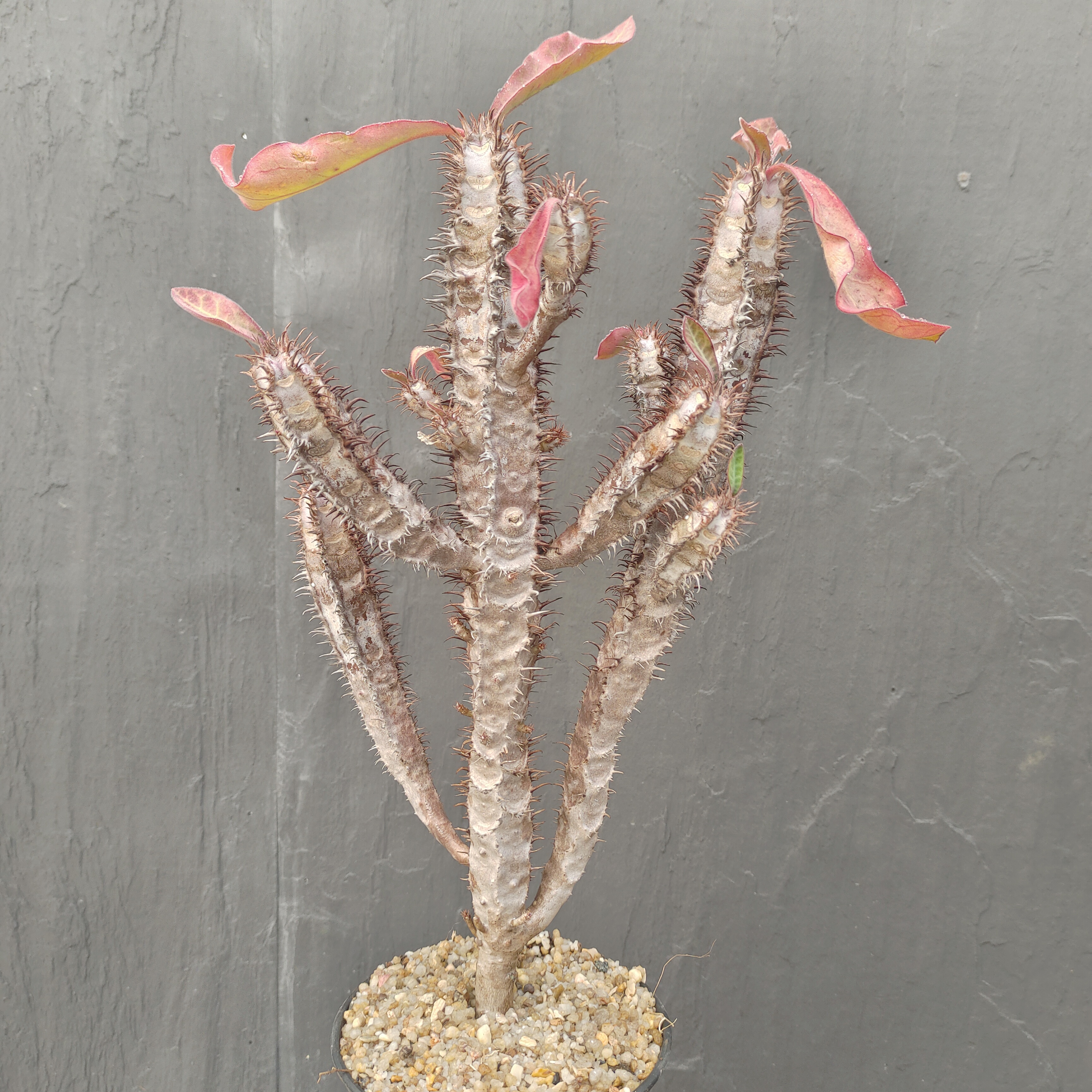 喷炎龙大戟  多肉  块根  