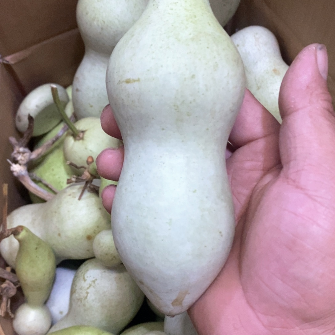 H*T文玩葫芦青皮葫芦