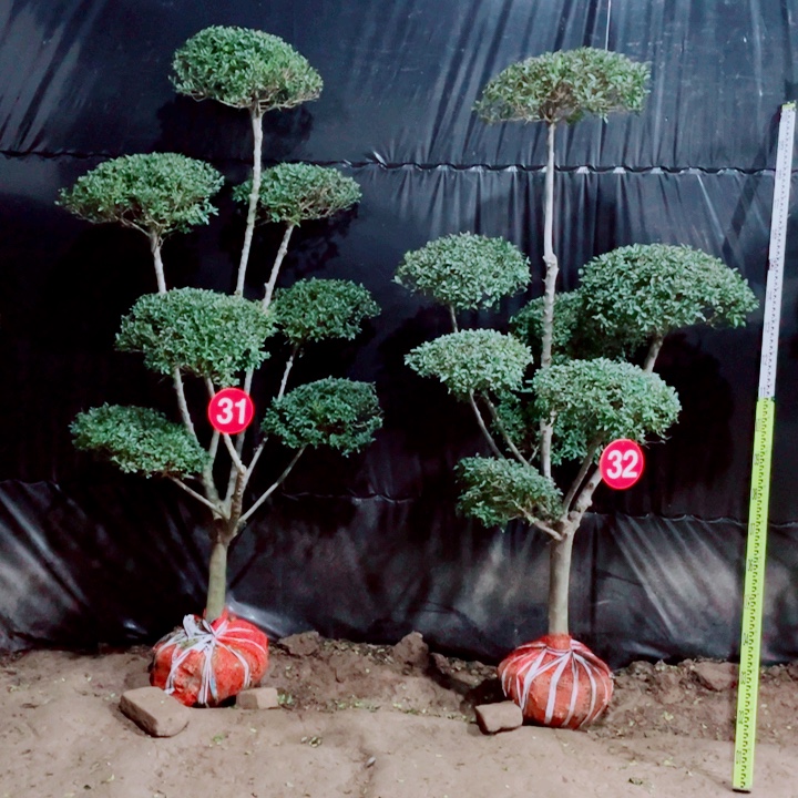 无花朵一物一拍一个一个