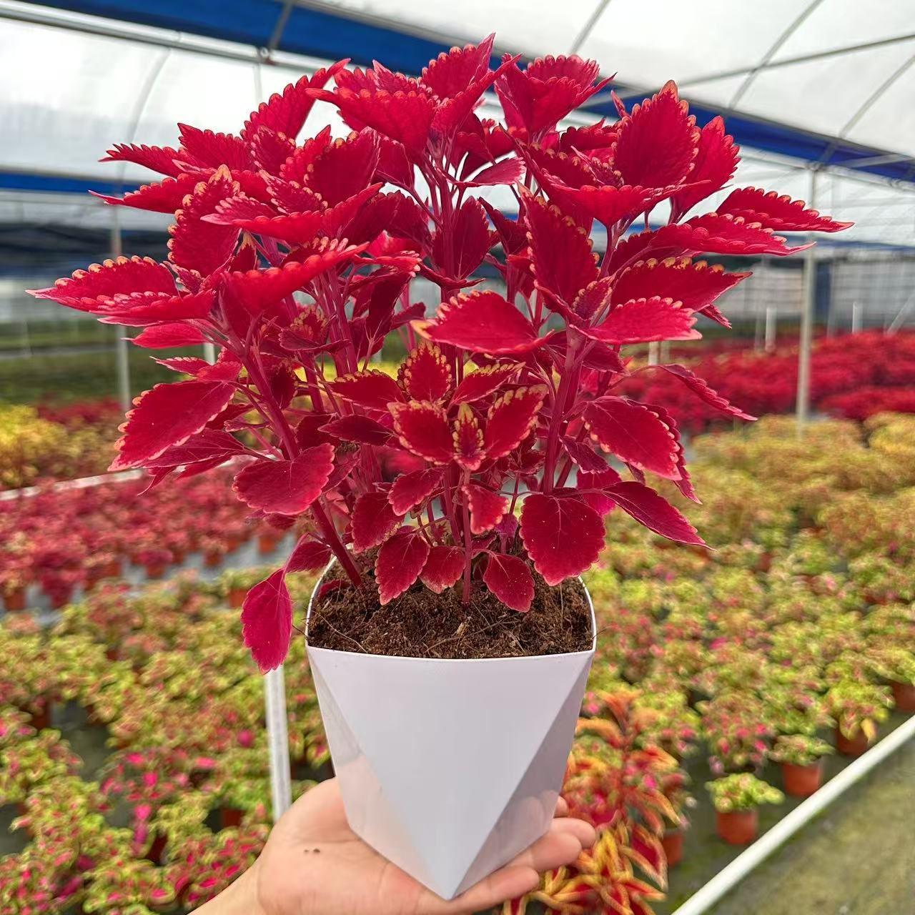 彩叶草金边盆栽四季观叶阳台庭院耐寒耐热室外好养红色喜庆花卉