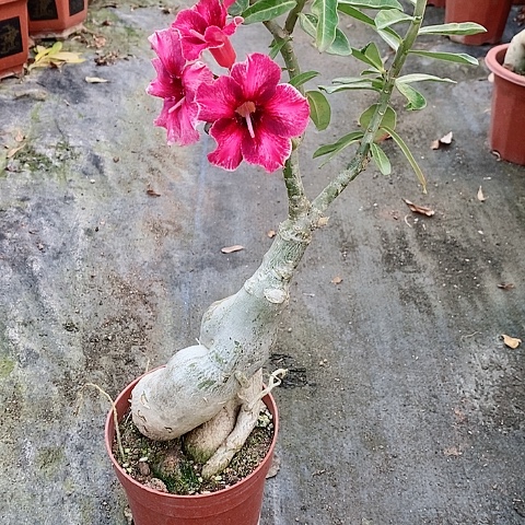 【闪购商品】无花朵（****云