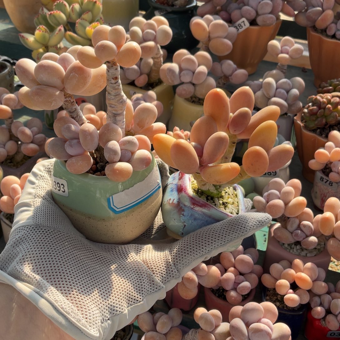 多肉植物的生长发育