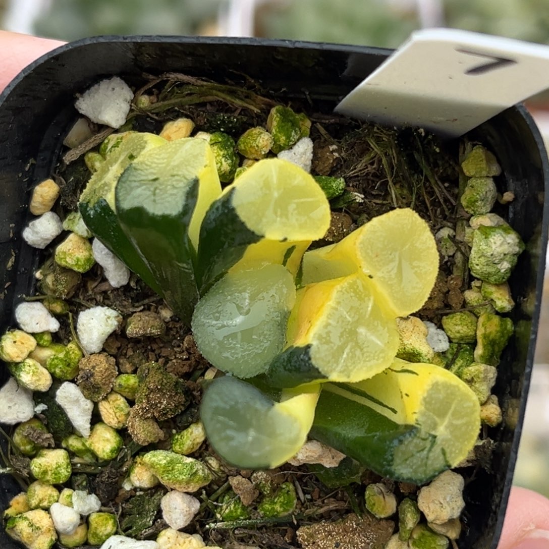 7玉龙万象锦福利专场