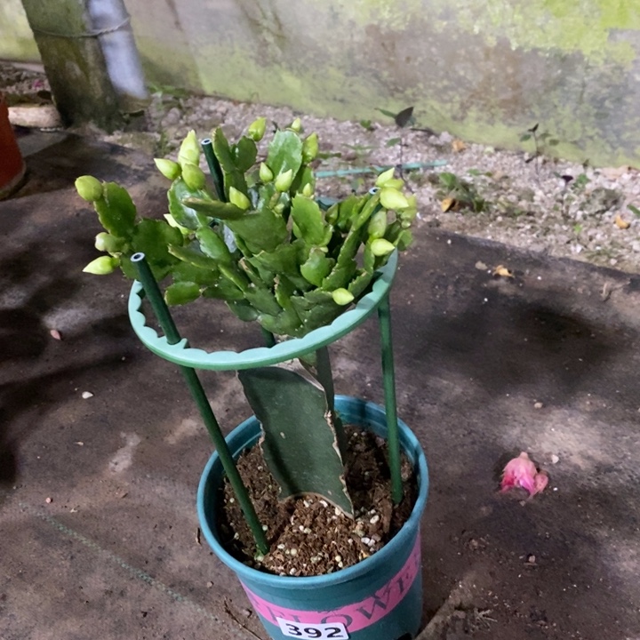 大部分花苞少量开放@***好392白重