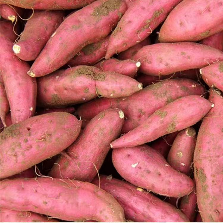 东北长白山地瓜 红薯
