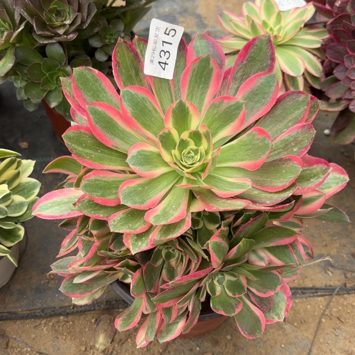 妖月多肉法师4315