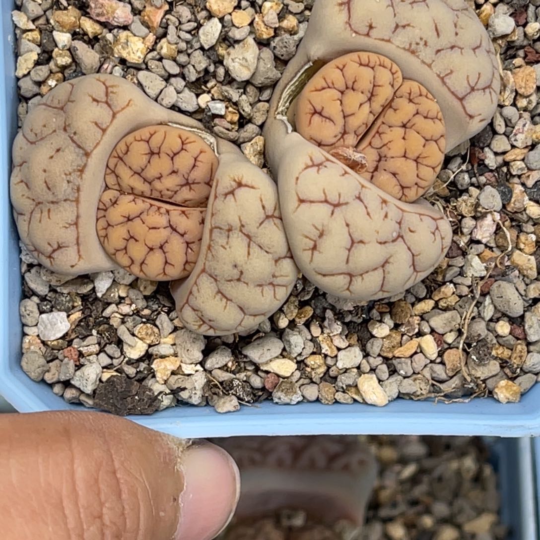 1249双头凹凸红纹189