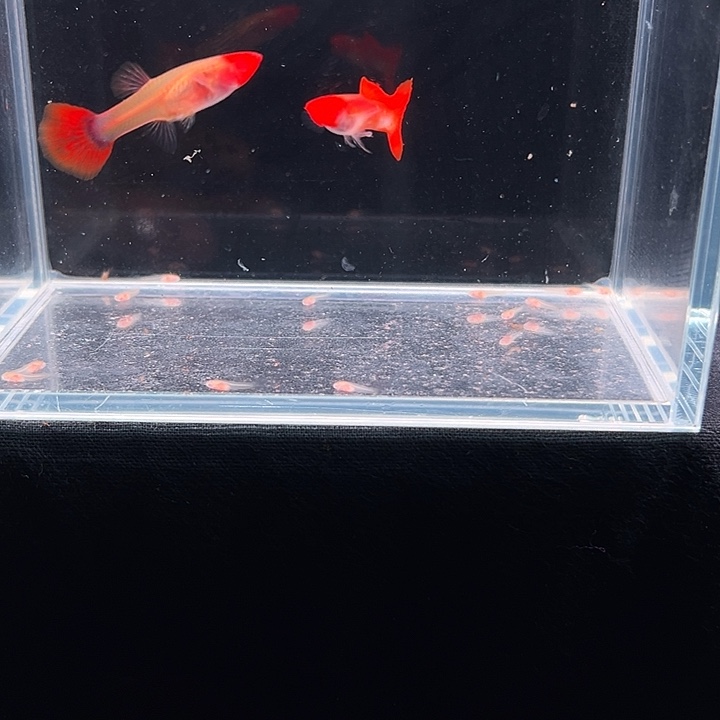 孔雀鱼深海蓝白子红头