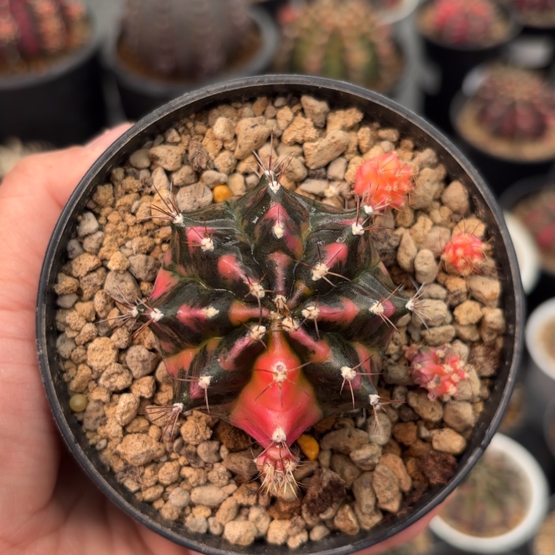 泰系海啸仙人球328