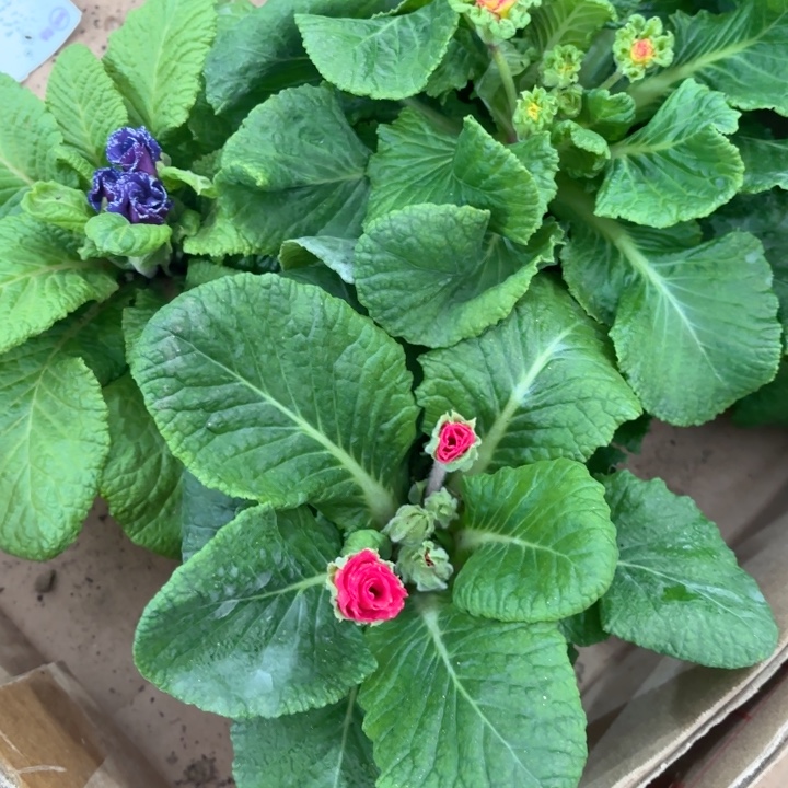 一****全部花苞玫瑰报春红+蓝+橙