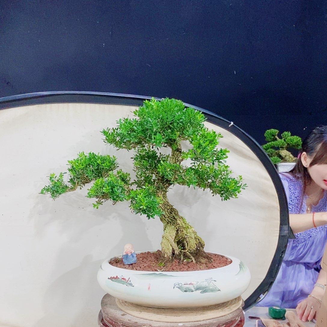 当前无花朵，栽培后可花朵