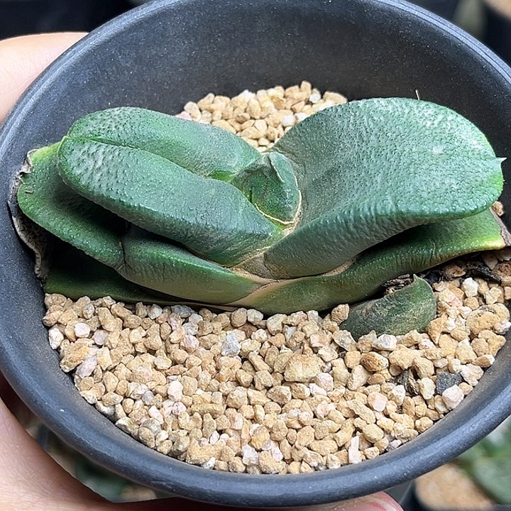 牛舌卧牛一颗一物一拍
