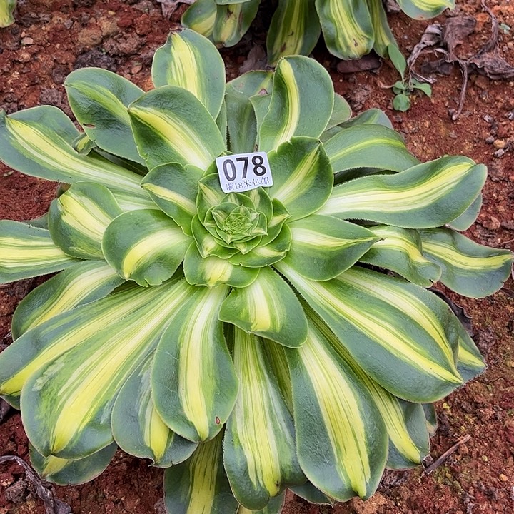 078暴君单头发发发