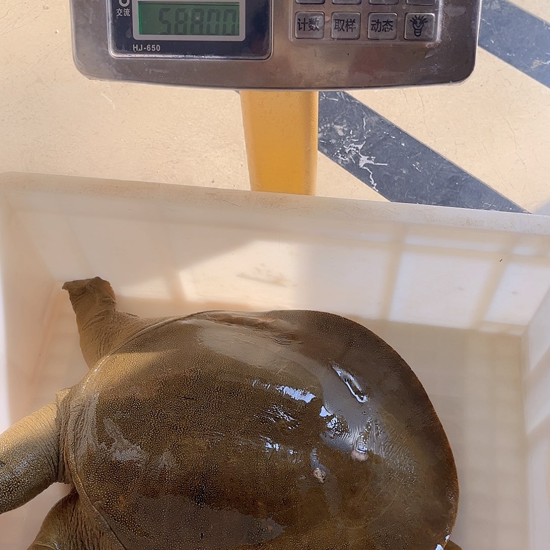 中国大陆野生甲鱼包邮包活