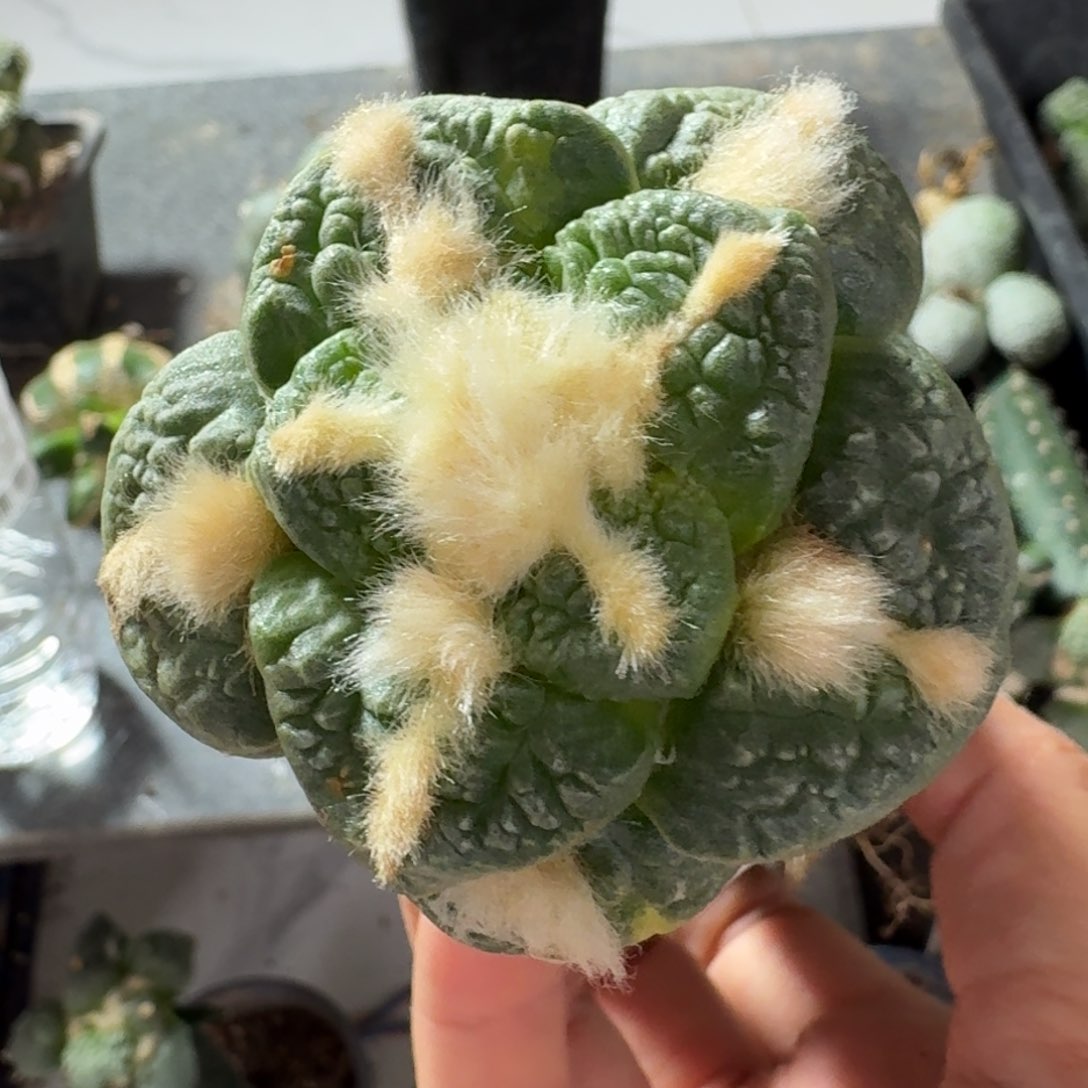 【闪购商品】无花朵一**阳大尤龟甲433