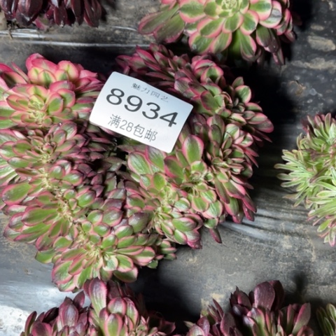 荔枝缀多肉多肉8934