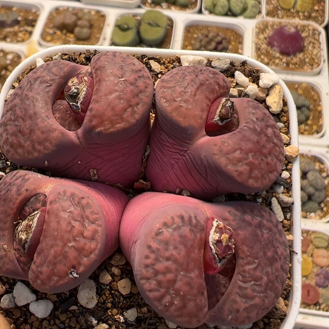 31多肉植物百科知识