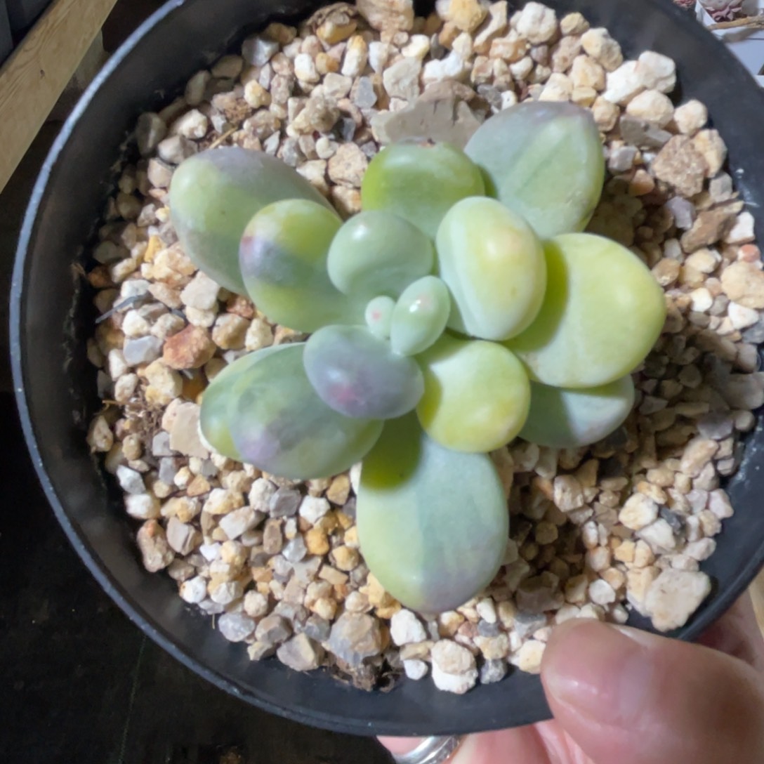 奶酪锦 一物一拍不支持退换