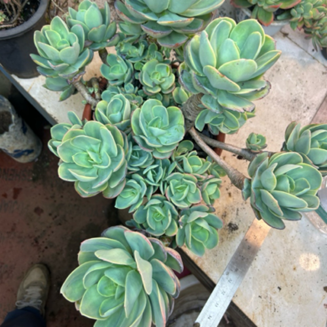 （大骑兵碧桃）整装老桩飘枝盆栽多肉