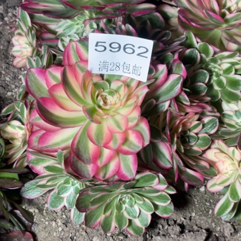 荔枝多肉多肉5962