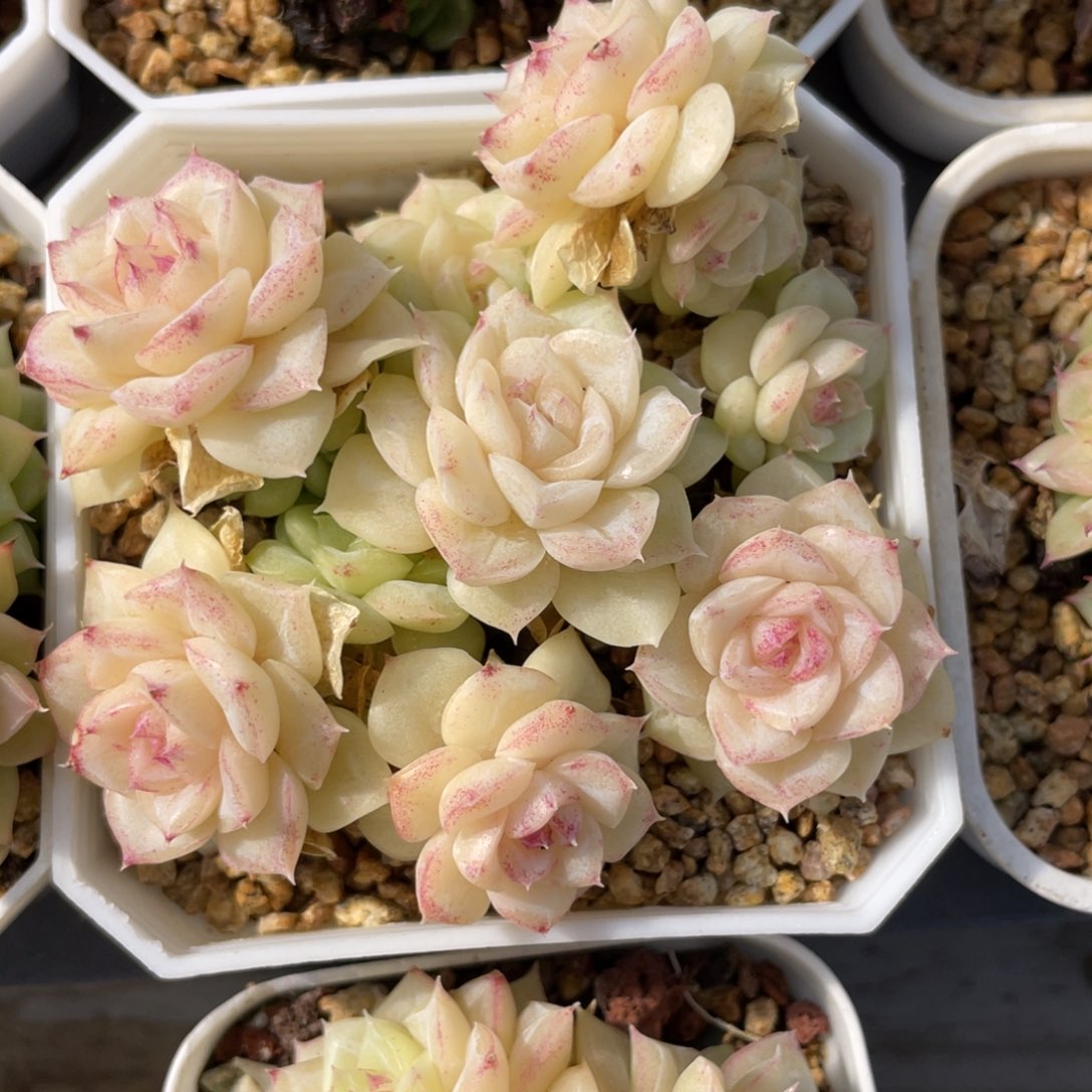 优选白天鹅多肉趴地1218