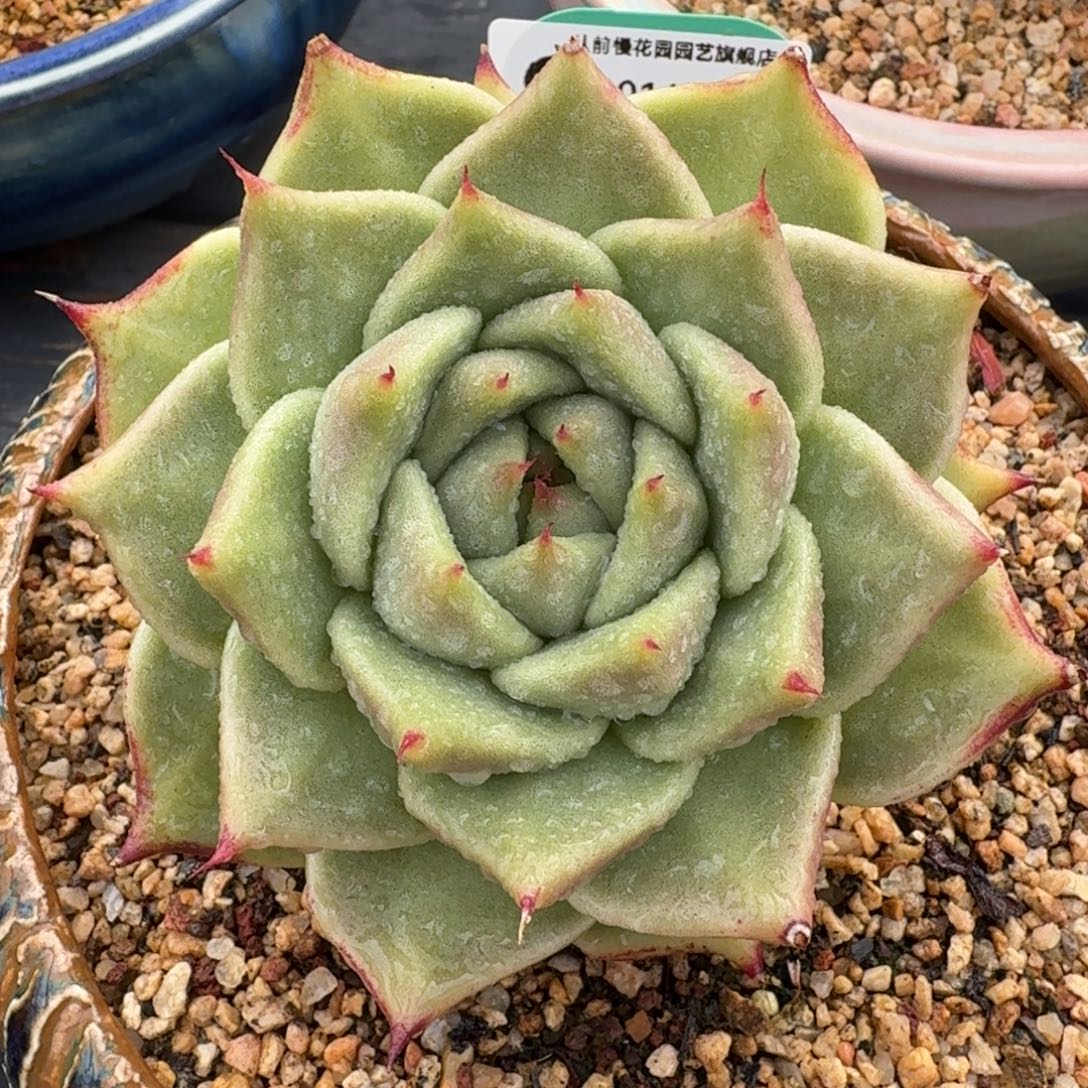 从前慢多肉精选编号1014.17