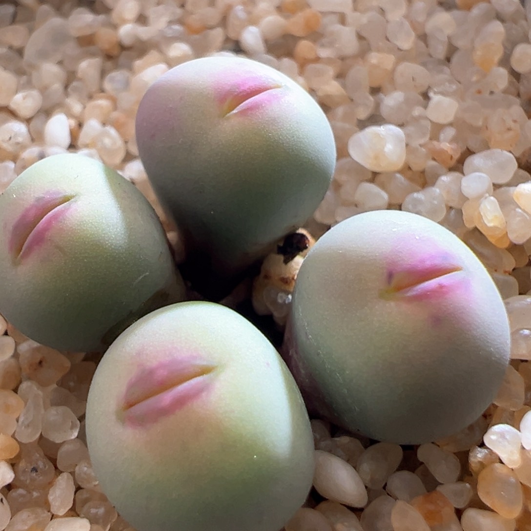 300优选pv1014红嘴四头