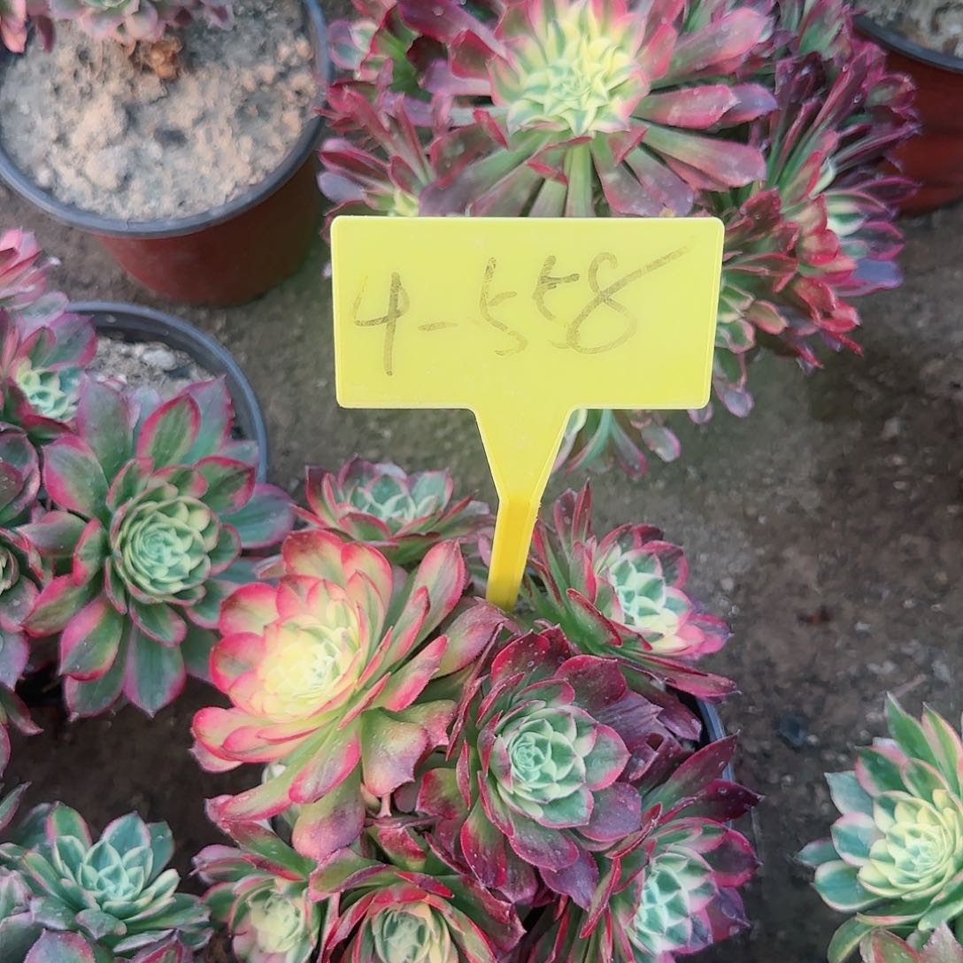 ?4-558---多头多肉植物海王