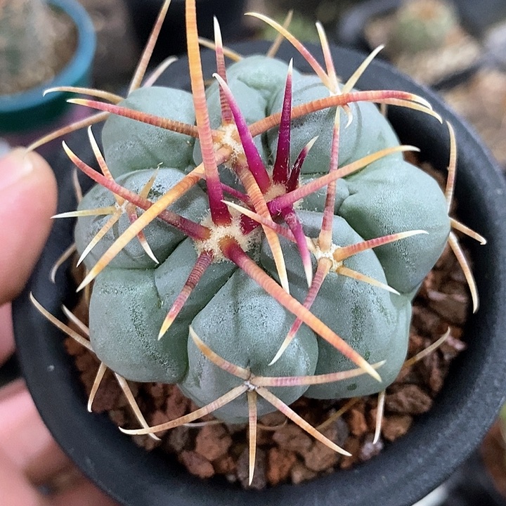 孤品实生白肌狂粗刺高木绯冠龙5cm