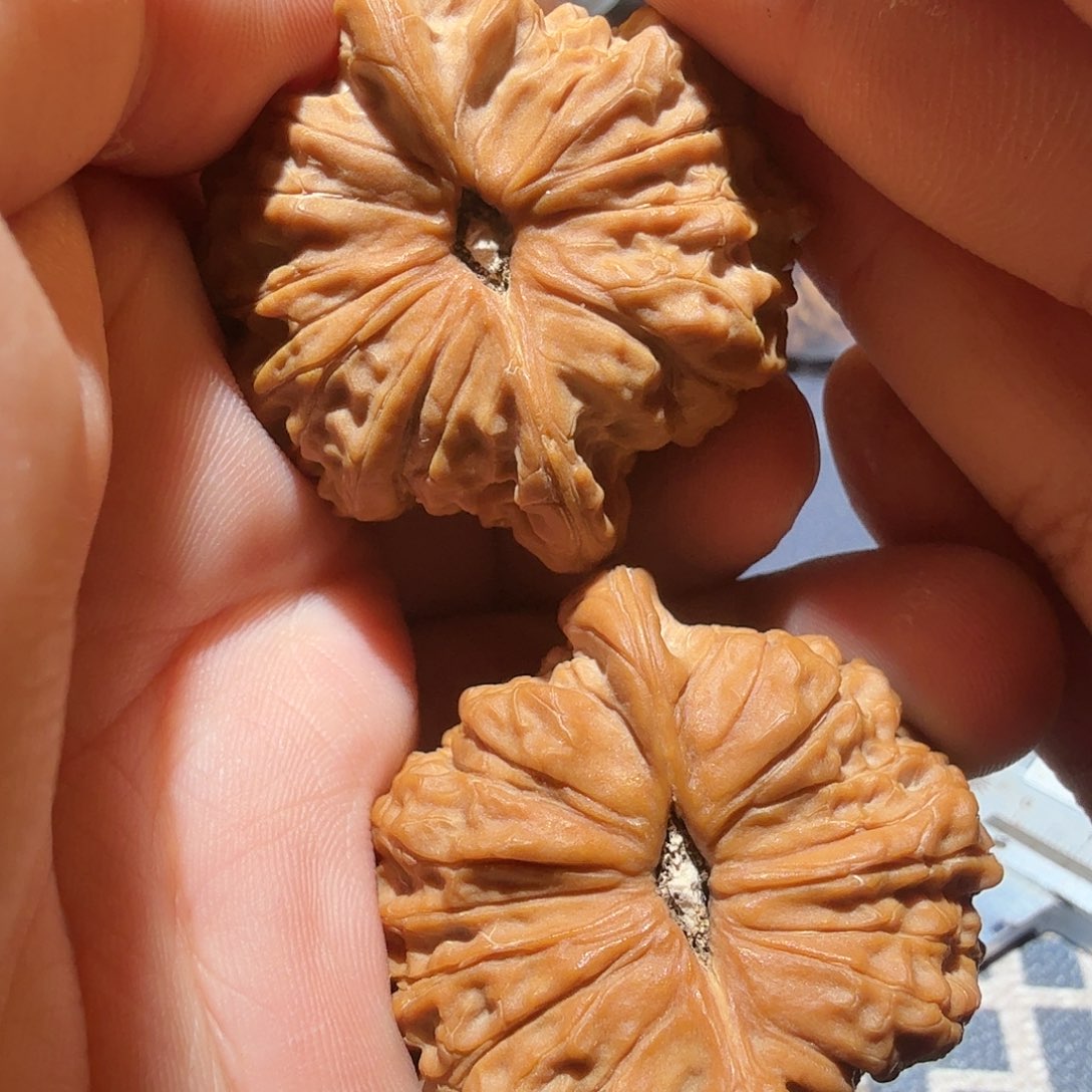 文玩核桃把件血麒麟