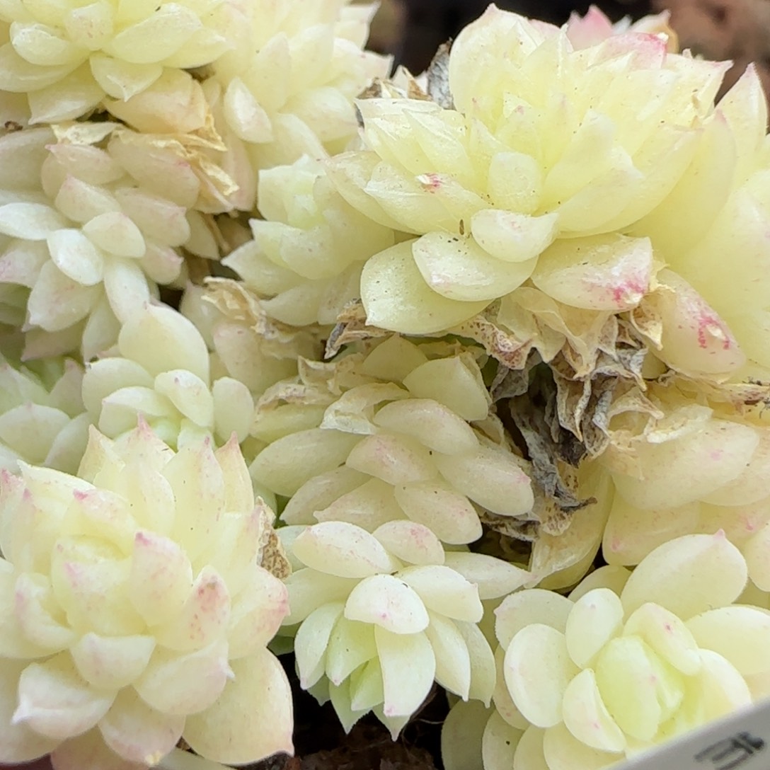 花语逸镜0311-113散