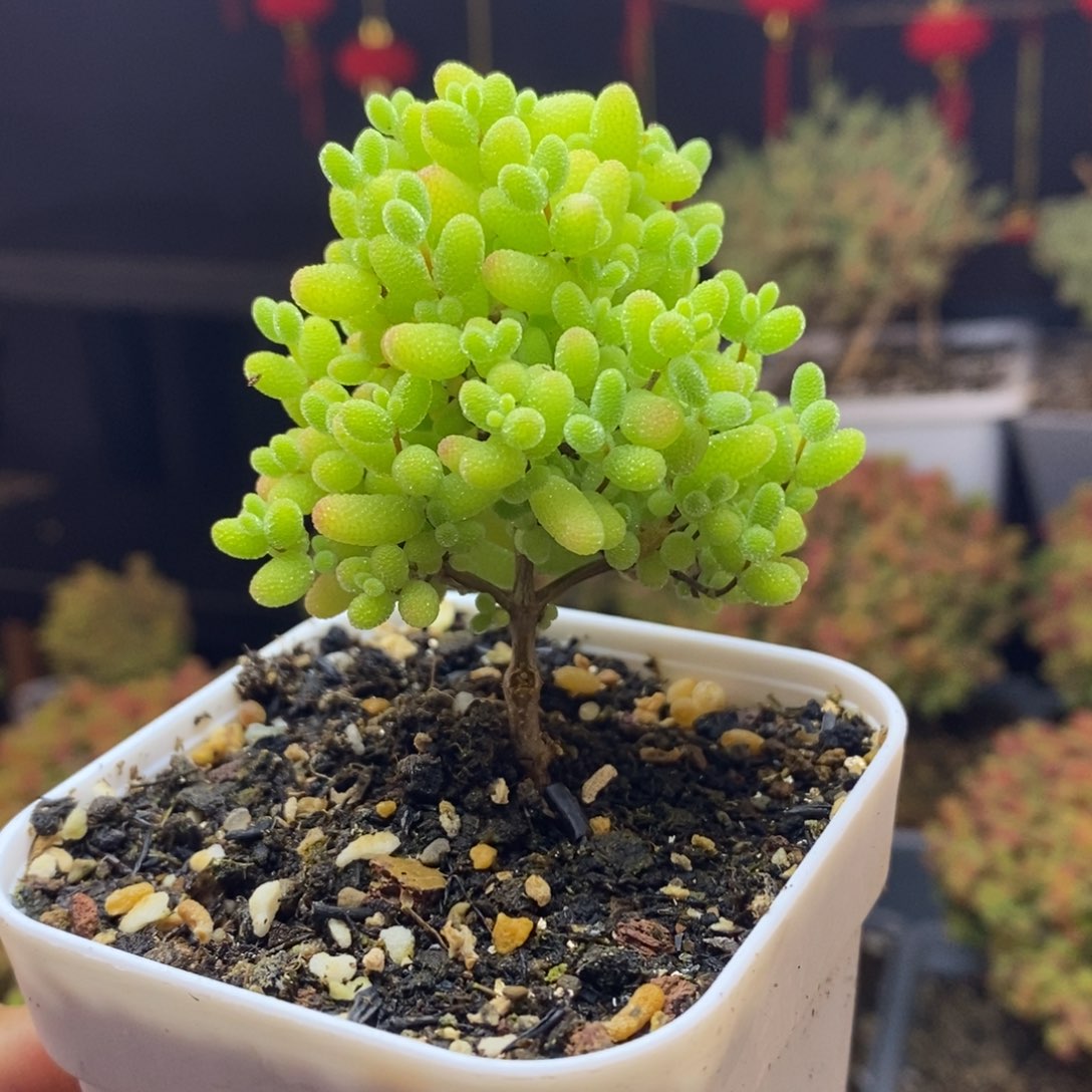 479号蜜橘糖球枝干多肉