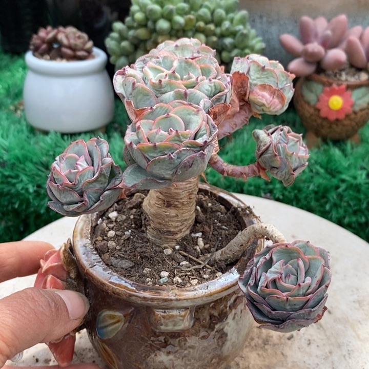 老桩黄桃整无砍多肉